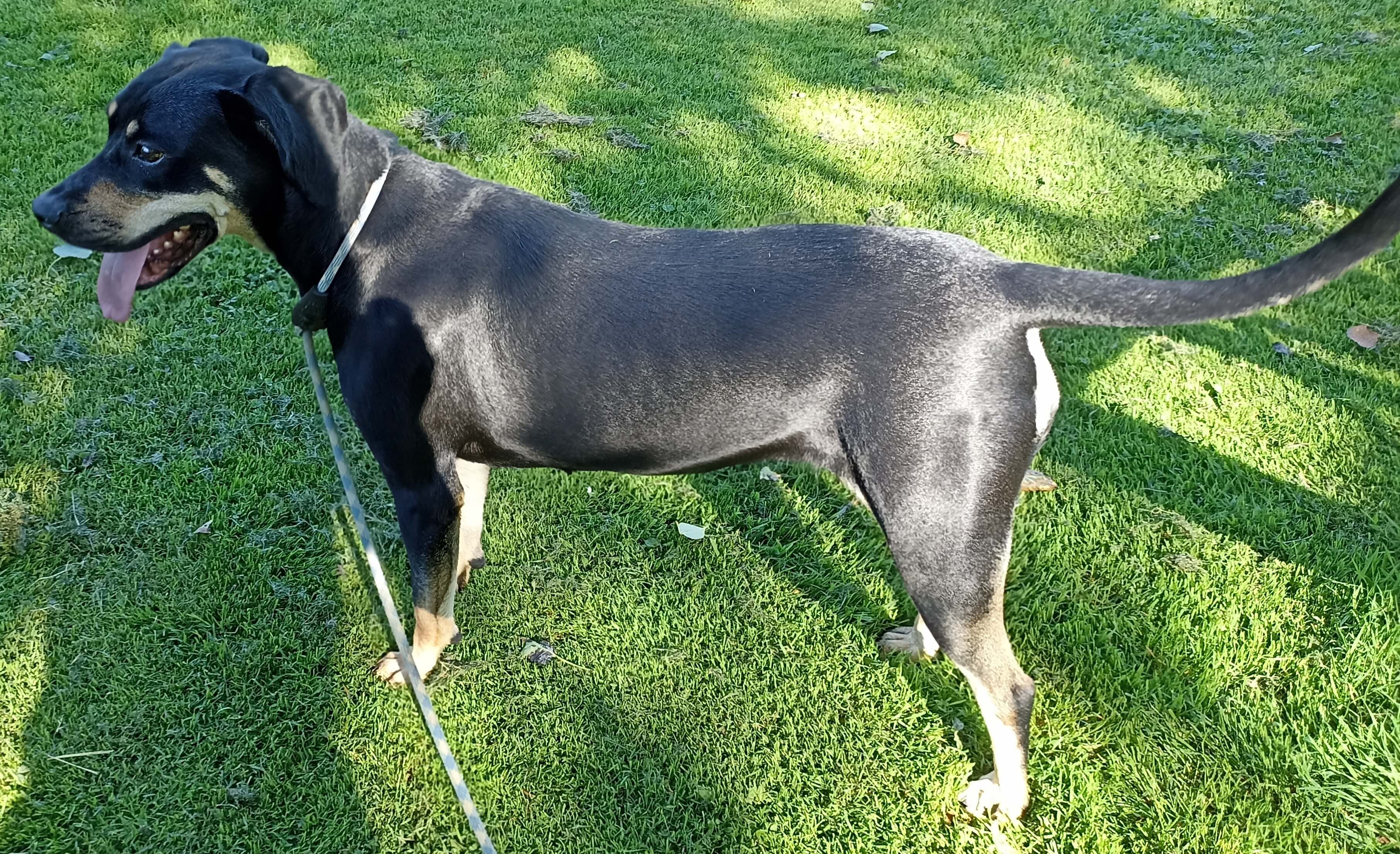 Fany - kříženec, výška v kohoutku cca 50 cm, stáří cca 2 roky, váha cca 30 kg, fena